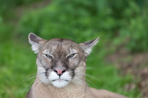 One male cougar, Puma concolor, frontal portrait with green vegetation in the background