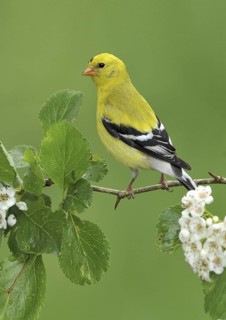 American Goldfinch (Spinus tristis) male, British Columbia, Canada