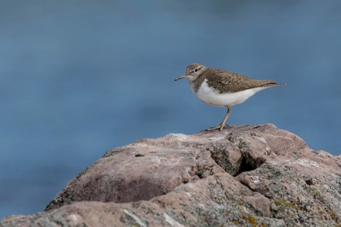 Common Sandpiper (Actitis hypoleucos) perched on a rock, Dalarna, Sweden