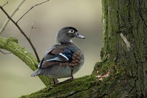 Wood Duck (Aix sponsa) female, North Rhine-Westphalia, Germany