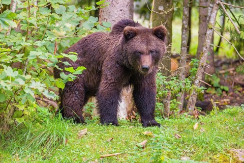 A young male Eurasian brown bear (Ursus arctos arctos) stands on a forest edge