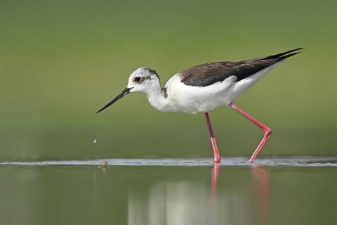 Black-winged Stilt (Himantopus himantopus), Zurich, Switzerland