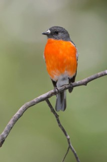 Flame Robin (Petroica phoenicea) male, Victoria, Australia