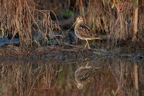 Common Snipe (Gallinago gallinago) foraging, Saxony, Germany