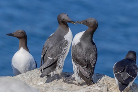 Common guillemot (Uria aalge), pair, Hornoya, Varangerfjord, Norway