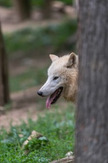 One Arctic wolf (Canis lupus arctos) hiding behind a tree, only the head can be seen