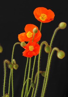 Three Iceland poppy flowers (Papaver nudicaule), against a black background, North