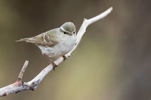 Yellow-browed Warbler - Gelbbrauen-Laubsänger - Phylloscopus inornatus, Russia (Ural)