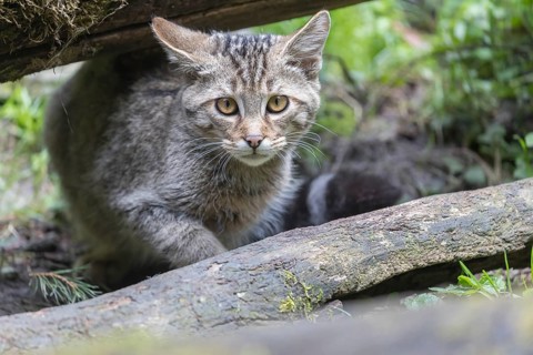One young european wildcat, Felis silvestris silvestris, sitting behind a log in green vegetation