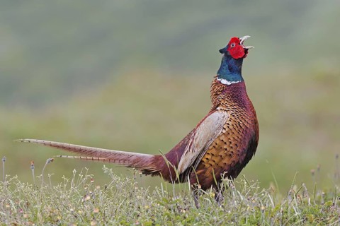 Common Pheasant (Phasianus colchicus) male mating, Texel, Netherlands