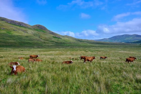 A flock of cattle graze peacefully under a bright blue sky surrounded by rolling hills, Elgol, Isle
