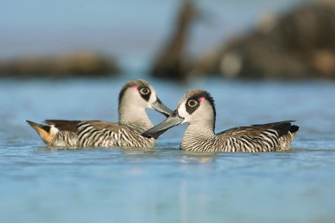 Pink-eared Duck (Malacorhynchus membranaceus) pair, Victoria, Australia