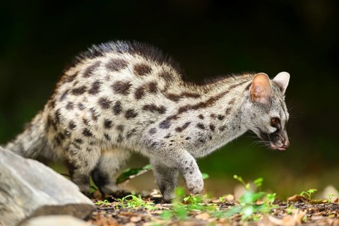 Common genet (Genetta genetta), wildlife in a forest, Montseny National Park, Catalonia, Spain