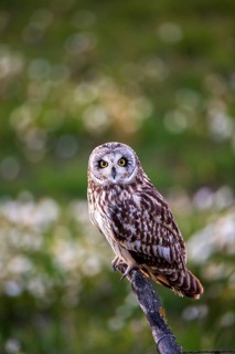 Short-eared Owl (Asio flammeus), Andalusia, Spain