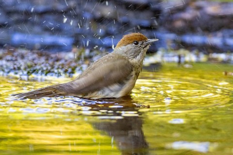Blackcap (Sylvia atricapilla) wbl while bathing Germany