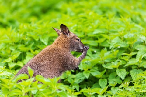 Red-necked wallaby or Bennett's wallaby (Macropus rufogriseus) sits amidst of a field of stinging