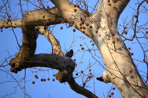 Star on a tree, winter, Germany