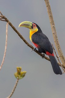 Red-breasted Toucan (Ramphastos dicolorus) perched on a branch in the Atlantic rainforest of