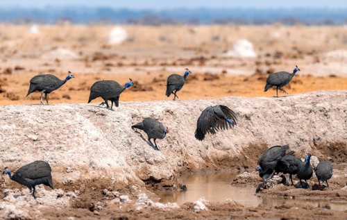 Helmeted guinea fowl (Numida meleagris), group at the waterhole, guinea fowl in flight, Nxai Pan