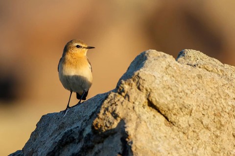 Isabelline Wheatear (Oenanthe isabellina) perched on a rock, Lesvos, Greece