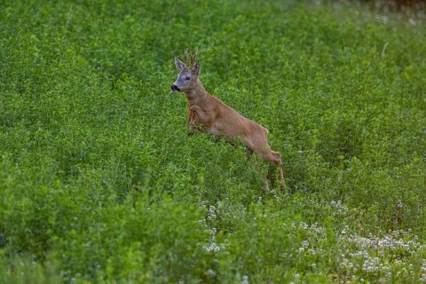 Roe deer (Capreolus capreolus) Buck rutting Germany