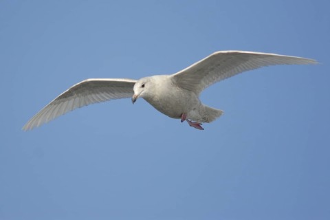 Glaucous Gull (Larus hyperboreus) flying, Hokkaido, Japan
