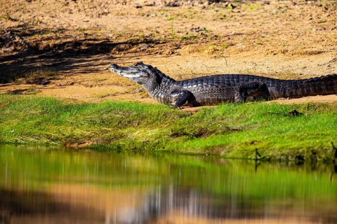 Spectacled caiman (Caiman crocodilius) Pantanal Brazil