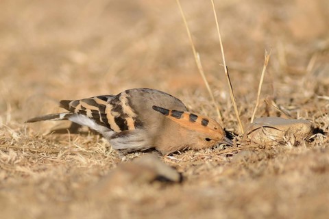 Eurasian Hoopoe (Upupa epops) foraging, Tibet, China