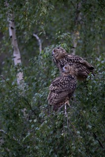 Eurasian Eagle-Owl (Bubo bubo), North Rhine-Westphalia, Germany