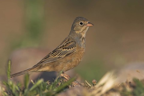 Cretzschmar's Bunting (Emberiza caesia) female, Lesvos, Greece