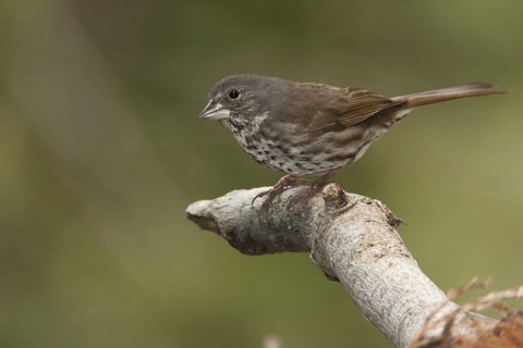 Thick-billed Fox Sparrow (Passerella megarhyncha) male, California, USA