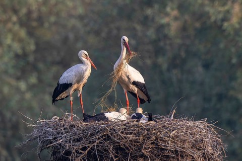 White Stork (Ciconia ciconia) adults with juveniles in nest, Netherlands