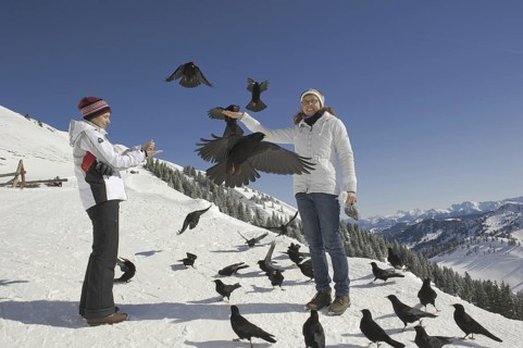 Alpine Chough (Pyrrhocorax graculus) flying, Bavaria, Germany