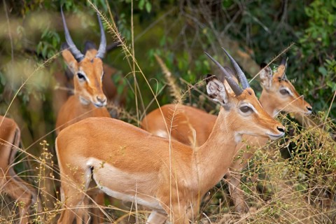 Impalas (Aepyceros), Akagera National Park or Kagera National Park, Eastern Province, Rwanda