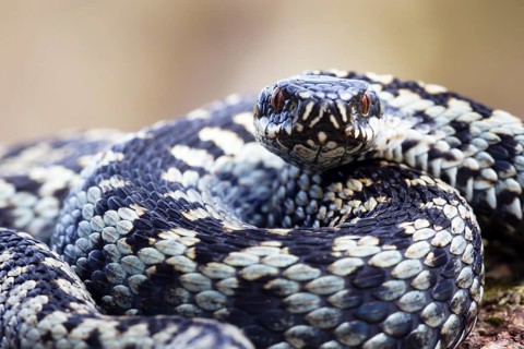 Common european adder or European viper (Vipera berus) adult snake coiled up resting, England,