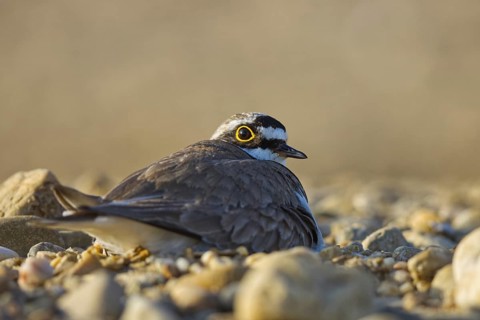 Little Ringed Plover (Charadrius dubius) incubating, North Rhine-Westphalia, Germany