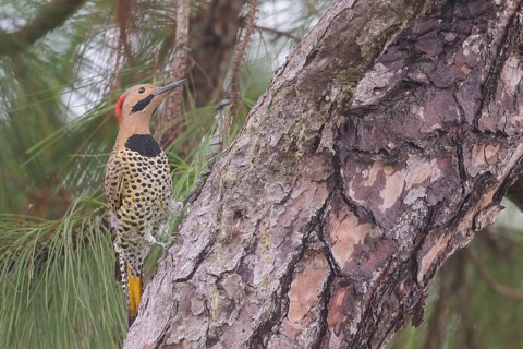 Northern Flicker (Colaptes auratus) perched on a branch in Cuba