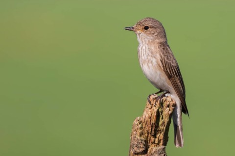 Spotted Flycatcher (Muscicapa striata) perched on a branch, Lower Saxony, Germany