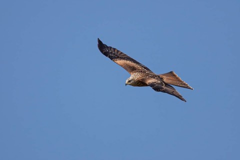 Red Kite (Milvus milvus) juvenile flying, Hesse, Germany