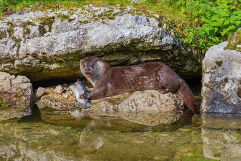 One adult Eurasian otter (Lutra lutra) sits between rocks at a river bank and eats a fish