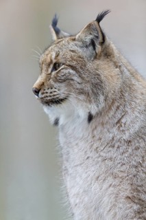 Eurasian Lynx, Eurasian Lynx, (Lynx lynx), animals, mammals, portrait, Kaiserslautern Wildlife