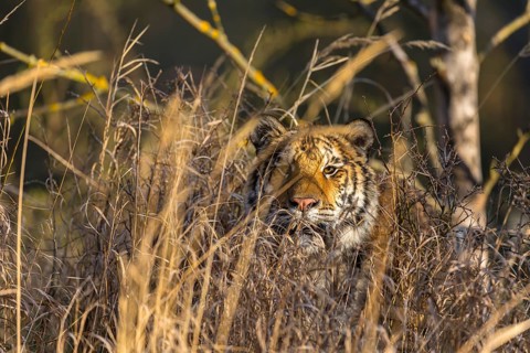 One young female Siberian Tiger, Panthera tigris altaica, hiding in tall dry grass. Early morning