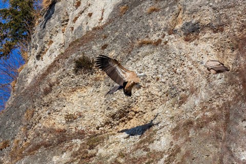 A griffon vulture (Gyps fulvus) lands in a rockfall