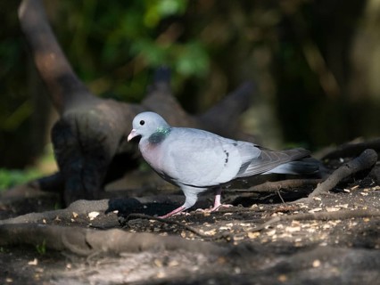Stock Dove, (Columba oenas), male adult bird on woodland floor, searching for food, Jesmond Park,