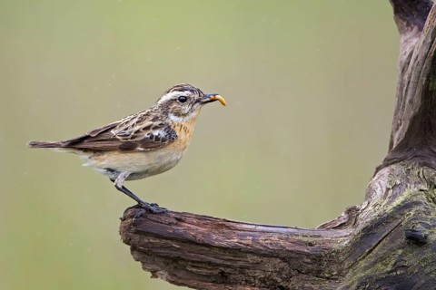 Whinchat (Saxicola rubetra) female, Lower Saxony, Germany