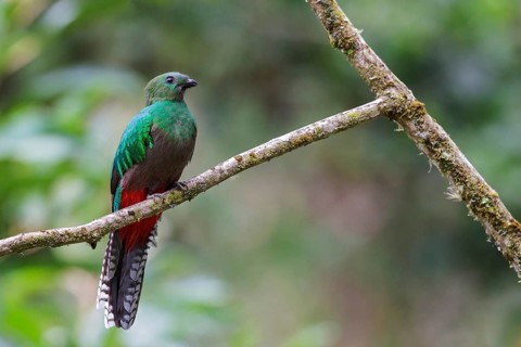 Resplendent Quetzal (Pharomachrus mocinno) perched on a branch in Costa Rica