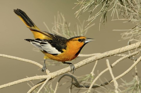 Bullock's Oriole (Icterus bullockii), Arizona, USA
