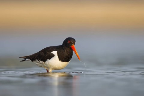 Eurasian Oystercatcher (Haematopus ostralegus) female, North Rhine-Westphalia, Germany