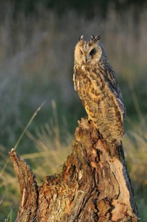 Long eared owl (Asio otus) perched on tree stump at forest's edge in evening light, England, UK