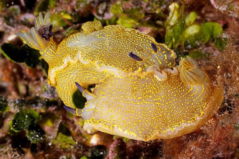 Yellow-violet star snail (Felimare Picta Hypselodoris picta)